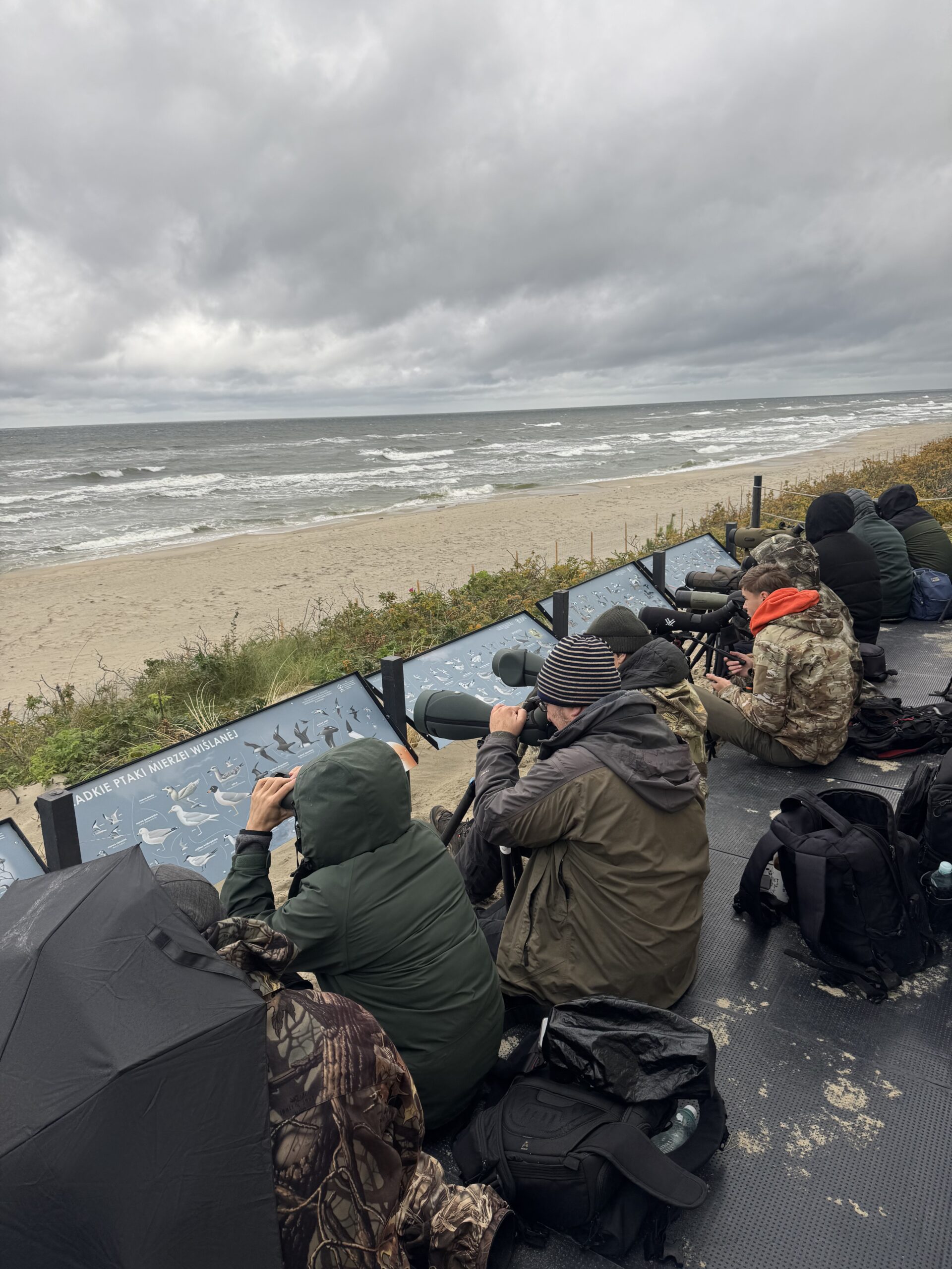 Odwiedź Krynicę Morską i doświadcz seawatchingu